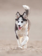 Handsom Yakutian Laika dog pup, odd eyed and black masked. Walking in the sand, facing front.