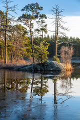 Tyresta National Park. Sweden. Frost in the forest. Winter landscape. Reflection of trees in the water. Lake surrounded by trees.