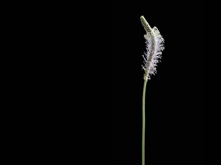 close-up of a lonely wildflower isolated on a black background, place for text