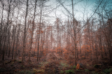 A sunlit forest on a December morning in an autumnal atmosphere