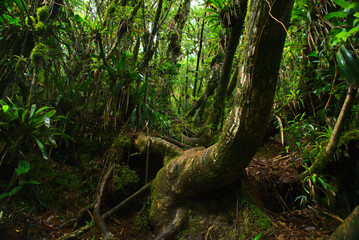 Brazilian Atlantic Rainforest