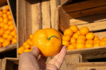 A small, sweet orange tangerine from Jeju Island.