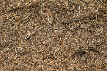 Closeup view part of anthill from pine needles and branches with colony of ants in autumn woodland. The observation of nature and creatures concept. Forest ants preparing to winter.