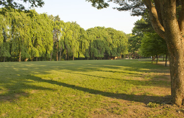A park with trees and grass in Nami Island