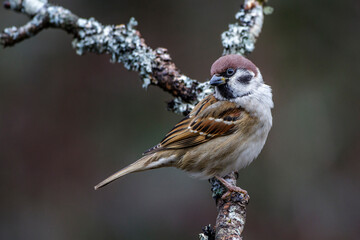 Feldsperling (Passer montanus)