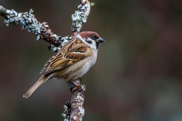 Feldsperling (Passer montanus)