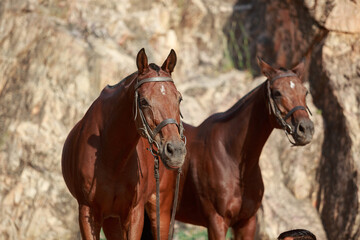 Fototapeta na wymiar portrait of two polo horses