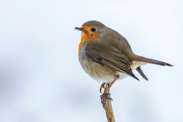Rotkehlchen (Erithacus rubecula)
