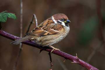 Feldsperling (Passer montanus)