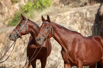 portrait of two thoroughbred horses