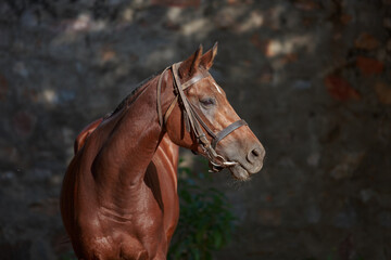 portrait of a thoroughbred horse