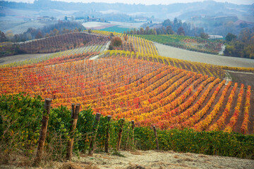 vigneti del Piemonte con foglie colorate autunnali