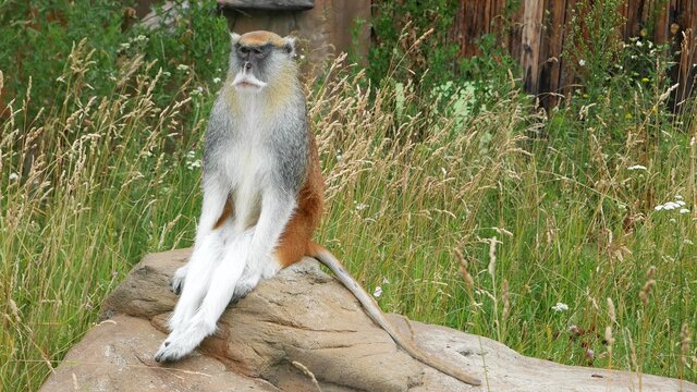 Erythrocebus patas sits on a rock.