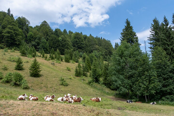 Fototapeta premium Troupeau de vaches en alpage