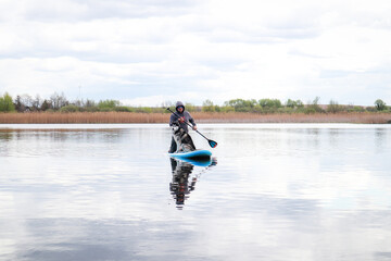 Fototapeta na wymiar Man swims on a SAP board with a husky dog. Walk on the lake near the spring pine forest.