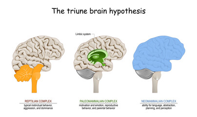 triune brain hypothesis. theory about evolution of human's brain