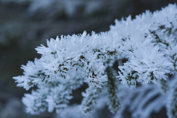 delle splendide formazioni di cristalli di ghiaccio sui rami di abete in inverno inoltrato in montagna, la geometria dei cristalli di ghiaccio che si formano in natura