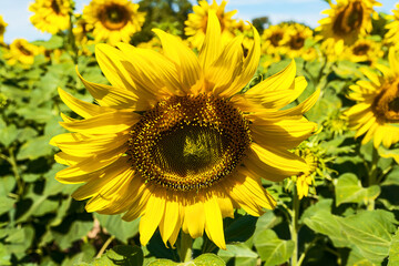 Fototapeta premium Giant yellow sunflower in full bloom and blue sky