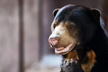 face at sun Bear (Helarctos malayanus)Sun Bear (Helarctos malayanus)