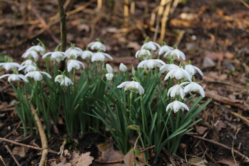 spring flowers snowdrops