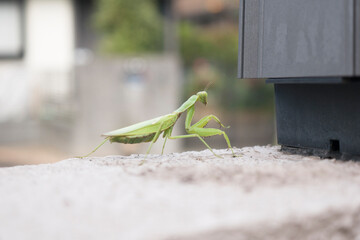 壁を登るカマキリ