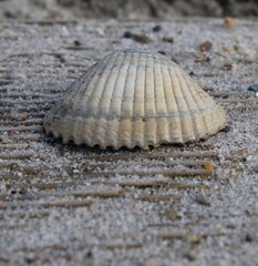 Shell on the ground