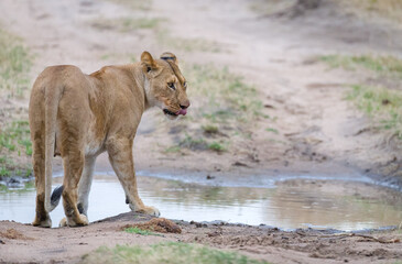 Image of a lioness on the move across the savannah