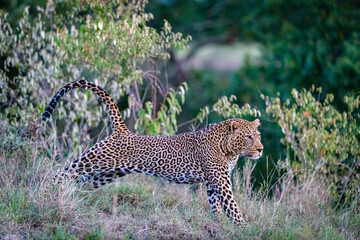 Low angel image of a leopard