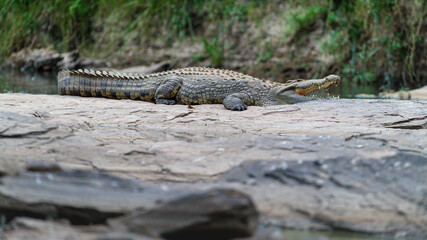 African crocodile in river mara