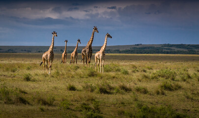 giraffes in the wild © Ruzdi
