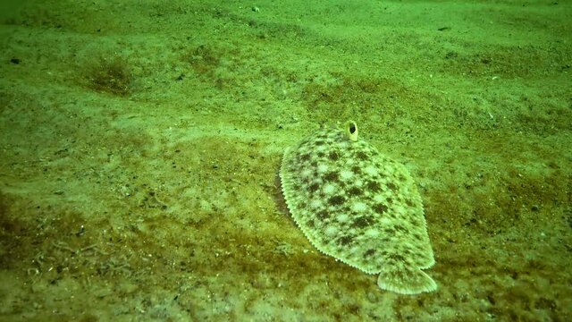 Fish of the Black Sea. Flat fish Sand sole (Pegusa lascaris), similar to sand, slowly floats and lies at the bottom