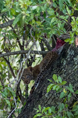 Image of a young leopard cub with his prey in a tree