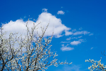 Branches of a blossoming tree against the blue sky