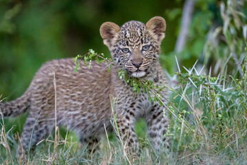 Image of a young leopard cub