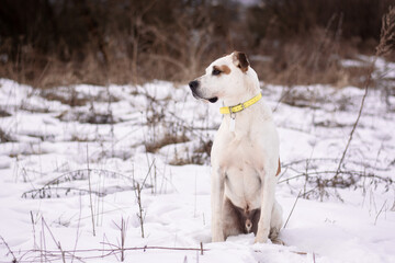 Beautiful american pitbull terrier with ecollar, dog winter portrait
