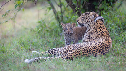 Image of a young leopard cub