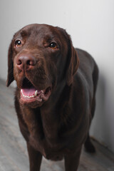 Chocolate labrador retriever looking at the camera on a white background. Copy space
