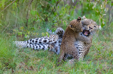 Image of a young leopard cub