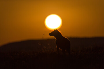 African animals at sunrise