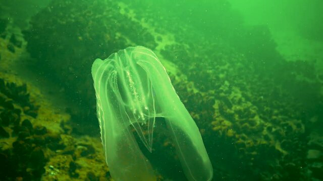 (Mnemiopsis leidyi) the warty comb jelly or sea walnut, is a species of tentaculate ctenophore, Black Sea