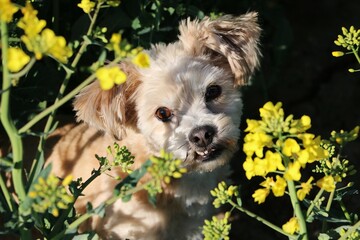 beautiful small brown mixed dog is sitting in a rape seed field and looking up to the camera