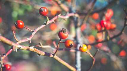 Beautiful wild rose hips in late autumn. Shooting with a Soviet manual lens.