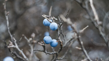 Blue berries of blackthorn on a bush in the autumn.