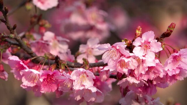 Japanese cherry blossoms in full bloom. Bees fly around the flowers. Oriental cherry, Japanese flower cherry Mt. Fuji, Japanese flowering cherry, Tibetan Cherry.