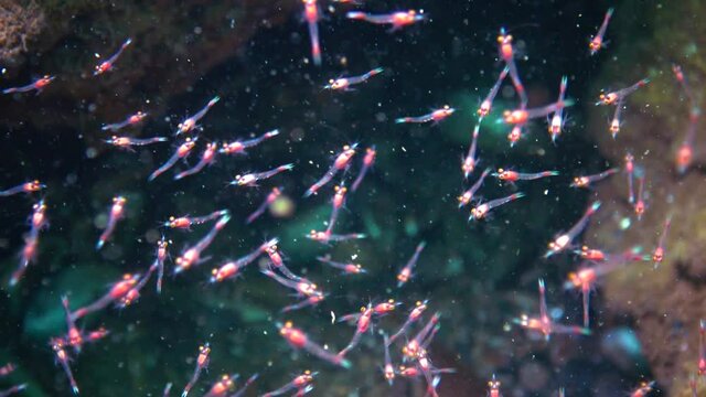 Small crustaceans Mysida  (Peracarida) swarm in the water column between stones, Black Sea