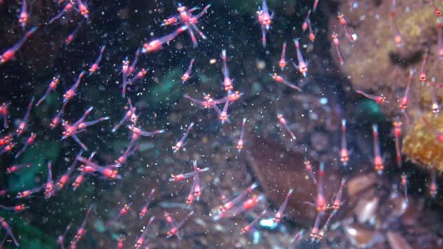 Small crustaceans Mysida  (Peracarida) swarm in the water column between stones, Black Sea