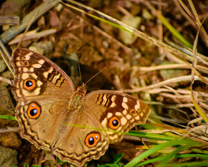 butterfly on a leaf