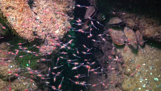 Small crustaceans Mysida  (Peracarida) swarm in the water column between stones, Black Sea