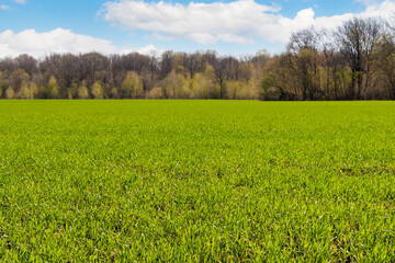 Spring field of winter wheat or rye. Bright green field and forest on its edge in the spring.