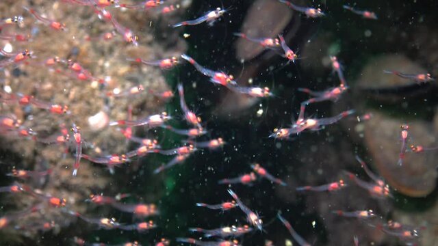 Small crustaceans Mysida  (Peracarida) swarm in the water column between stones, Black Sea